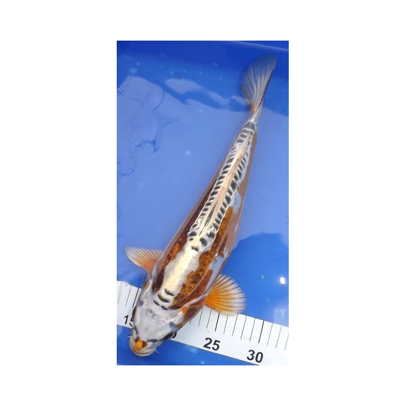 Kin Kikokuryu Femelle 35-40 cm