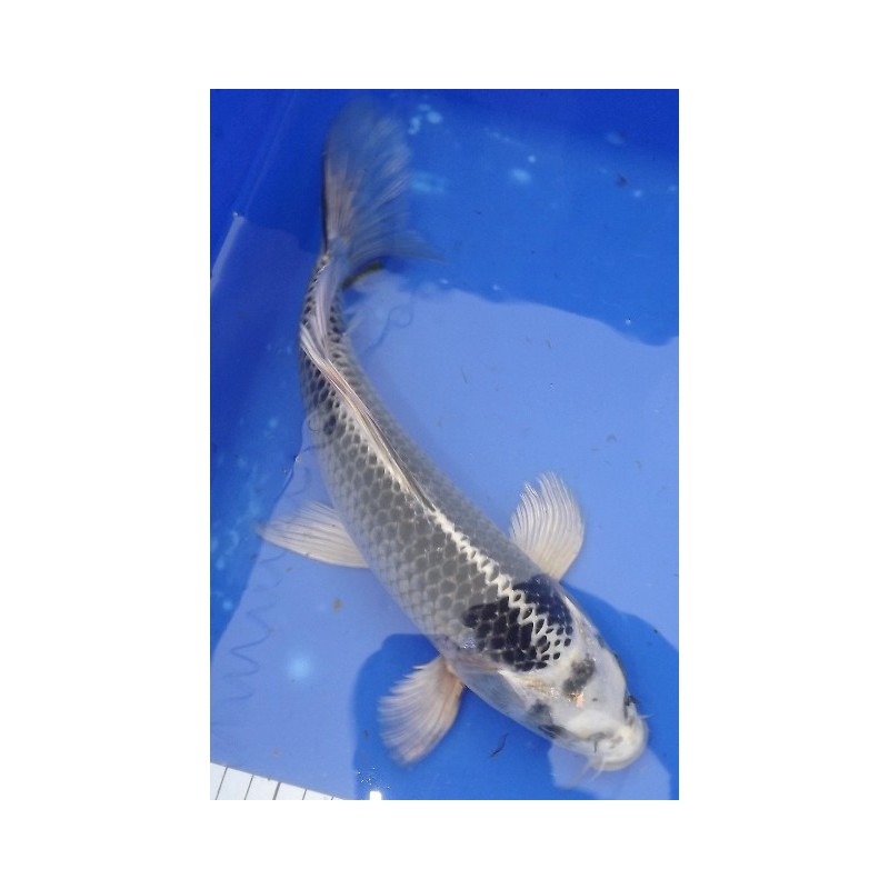 Gin Kabuto voile 30-35 cm