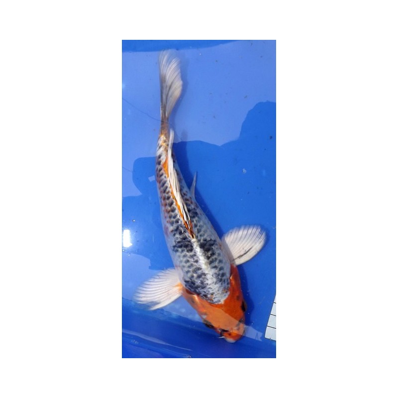 Kujaku voile 20-25 cm