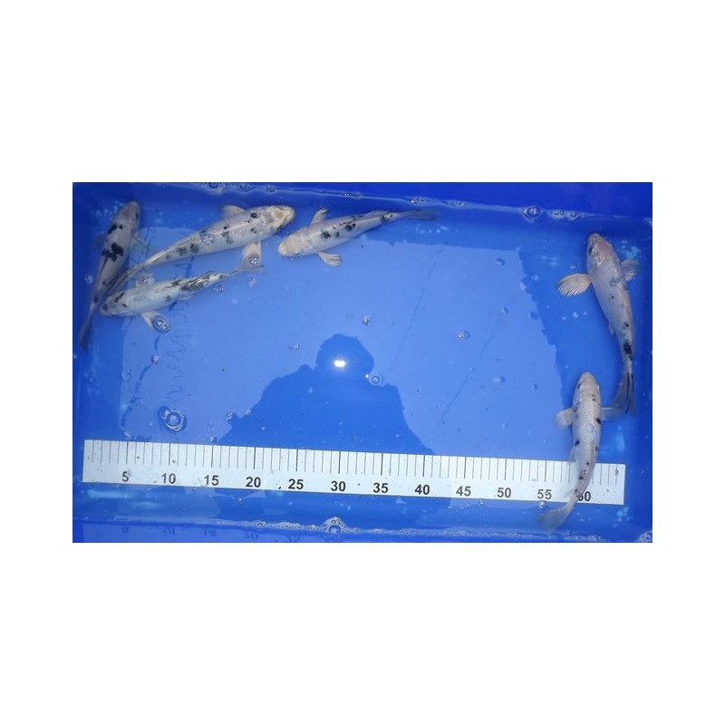 Gin shiro Bekko voile 20-25 cm