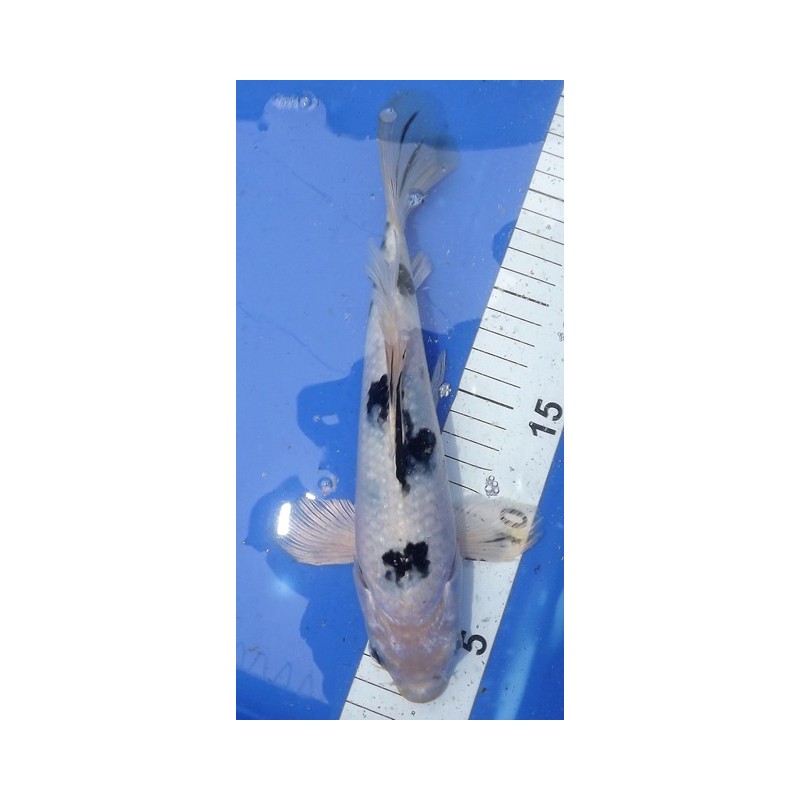 Shiro Bekko voile 25-30 cm