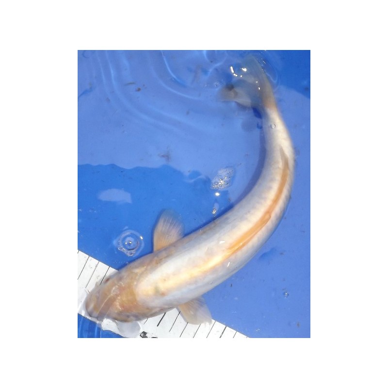 Doitsu blanc 30-35 cm