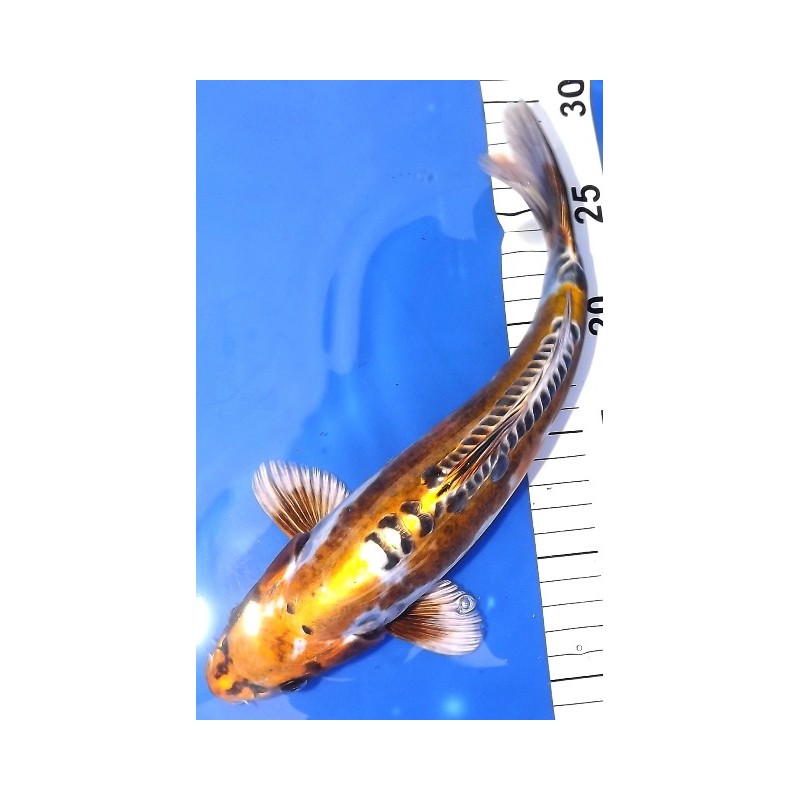 Ki Kikokuryu 30-35 cm