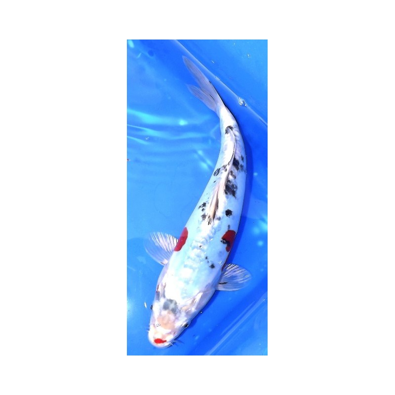 Doitsu Yamatonishiki 25-30 cm