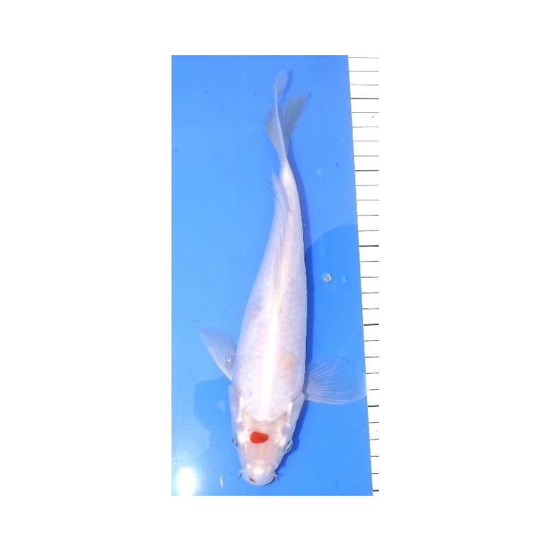 Tancho Kohaku voile 20-25 cm