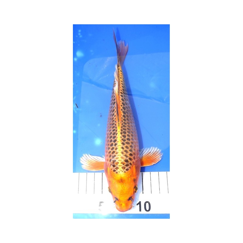 Kin Matsuba voile 25-30 cm