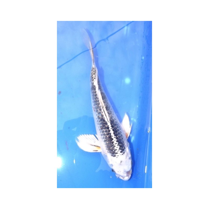 B : gin matsuba voile 25-30 cm