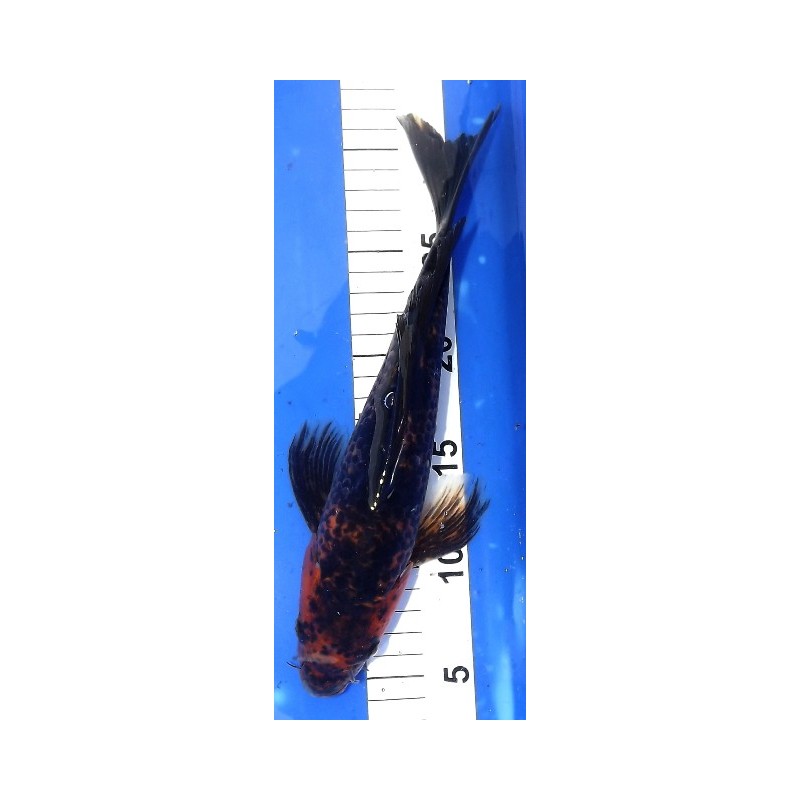 Hi Utsuri voile 25-30 cm