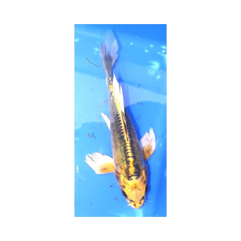 Doitsu Ki Ghost 25-30 cm