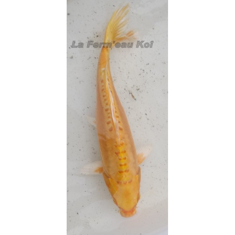 doitsu yamabuki 25-30 cm