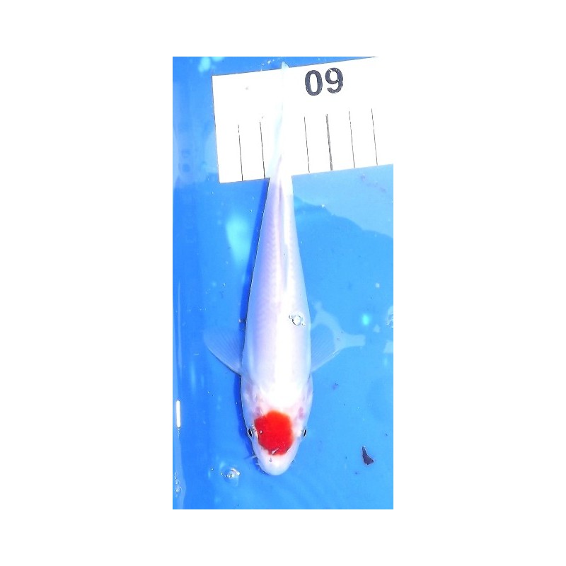 Doitsu Tancho Kohaku 18-20cm MARUHIDE