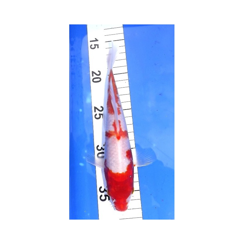 Kohaku voile 20-25cm