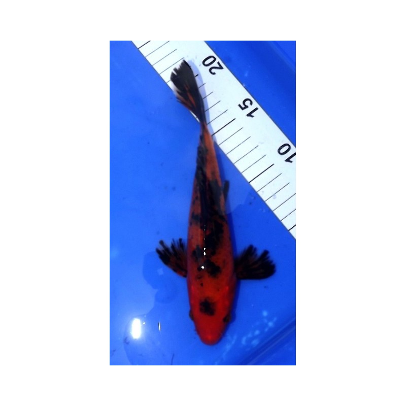 Hi utsuri voile 20-25 cm