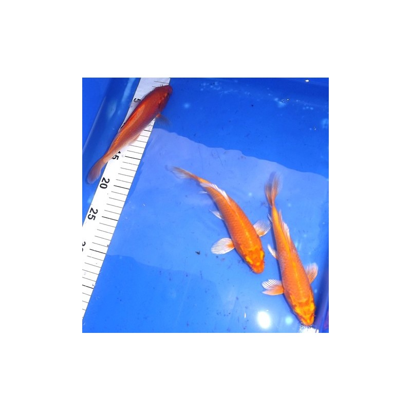 Orenji voile 20-25 cm