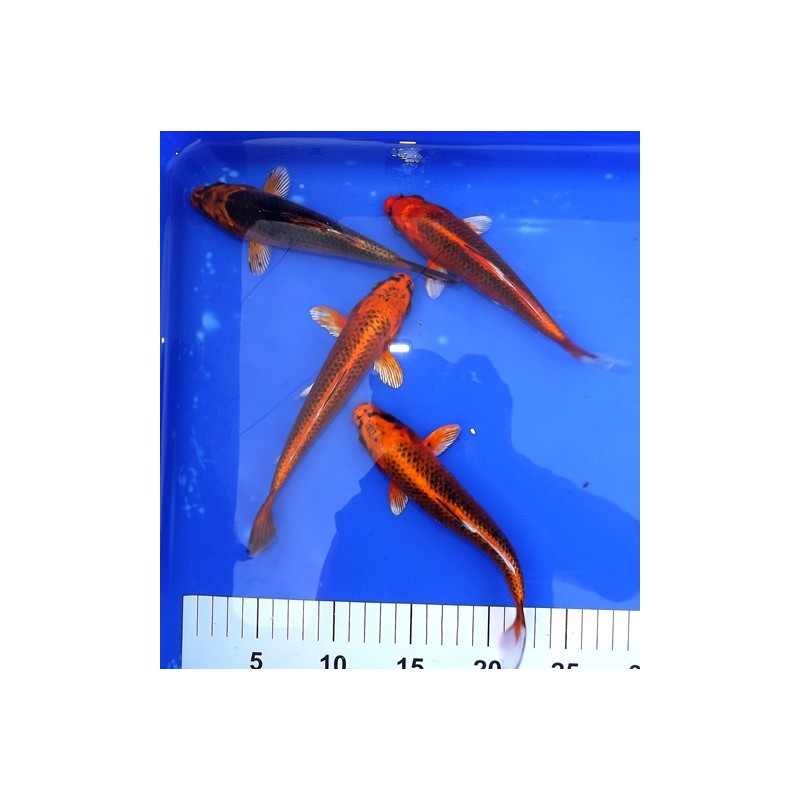 Kin Matsuba 20-25 cm