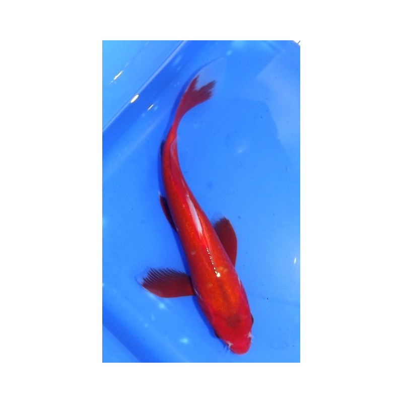 Kohaku voile 25-30 cm