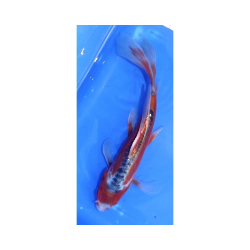 Hi shusui voile 25-30 cm