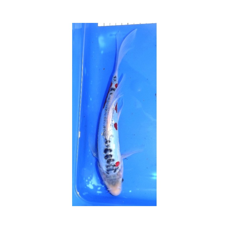 Shusui voile 25-30 cm