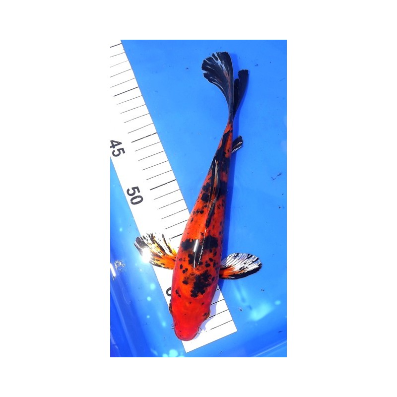 Hi Utsuri voile 25-30 cm