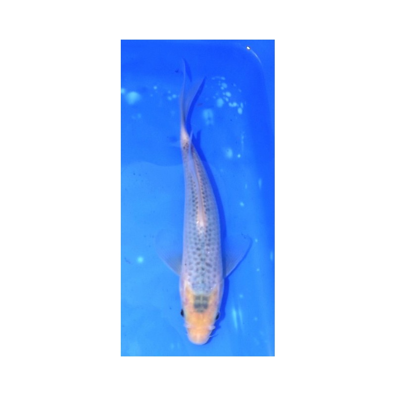 Asagi voile 25-30 cm