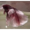 Betta Splendens Halfmoon rose