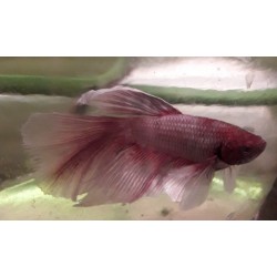 Betta Splendens Halfmoon rose