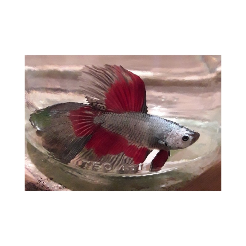 Betta Halfmoon