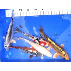25-30 cm : lot de 5 poissons