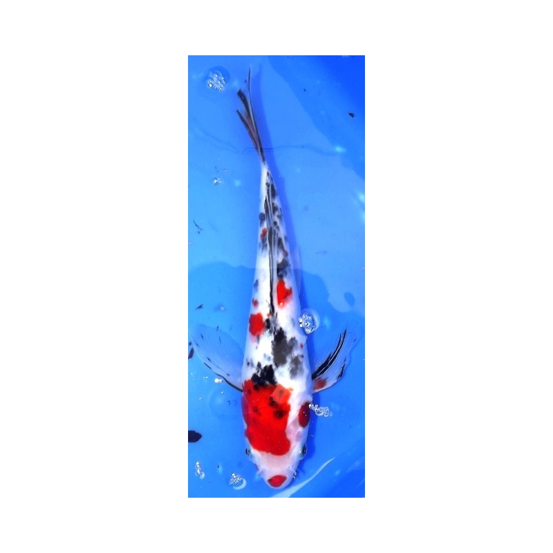 Sanke voile 25-30 cm