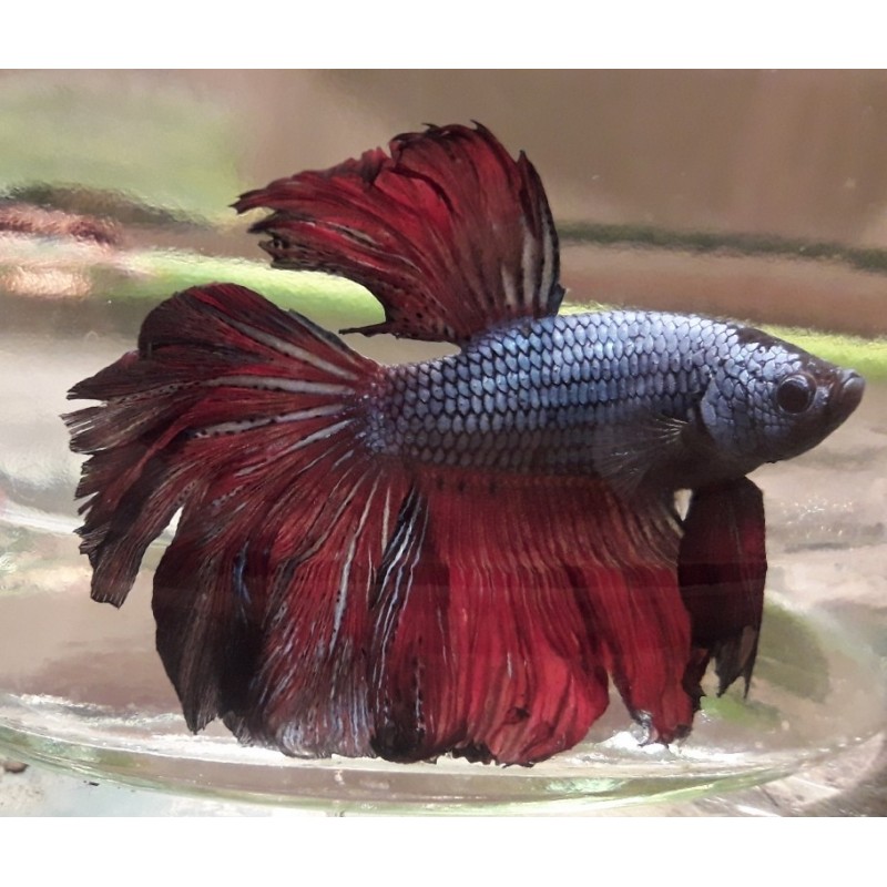 Betta Splendens Halfmoon mauve et bordeau