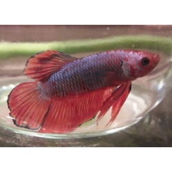 Betta Splendens Plakat Dragon turquoise et rouge
