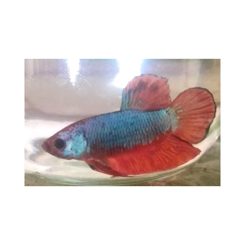 Betta Splendens Plakat Dragon turquoise et rouge