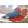 Betta Splendens Plakat Dragon turquoise et rouge