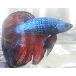 Betta Splendens Halfmoon mauve et bordeau