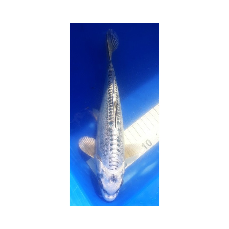 Kikokuryu mâle 30-35cm