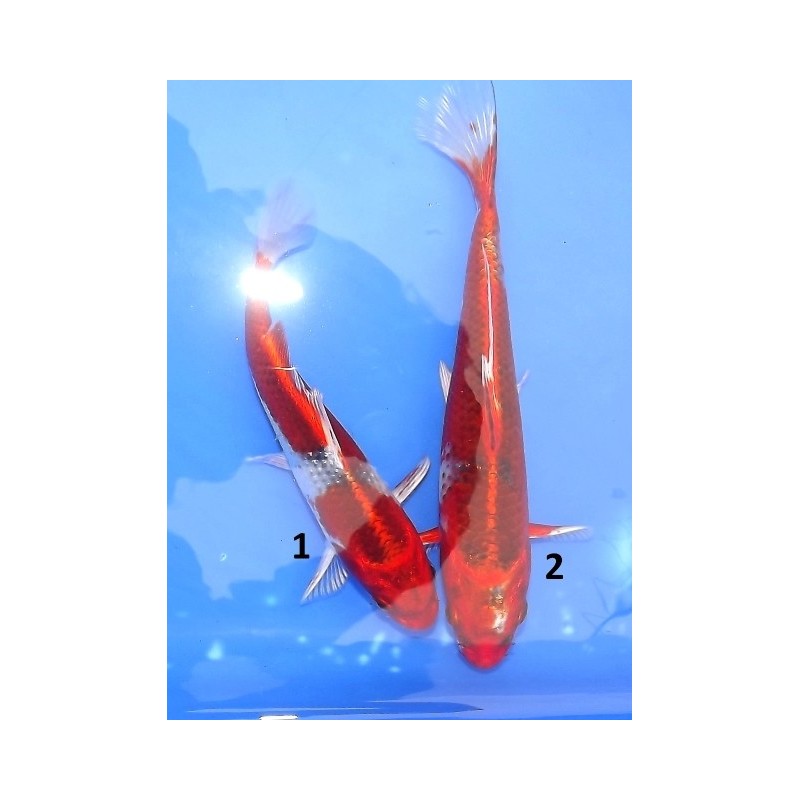 Tosaï : Kujaku éleveur Hirasawa