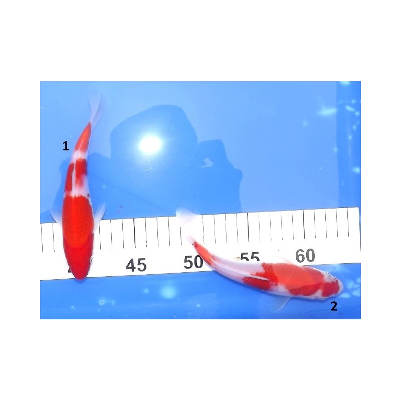 Tosaï : Kohaku éleveur Hirasawa