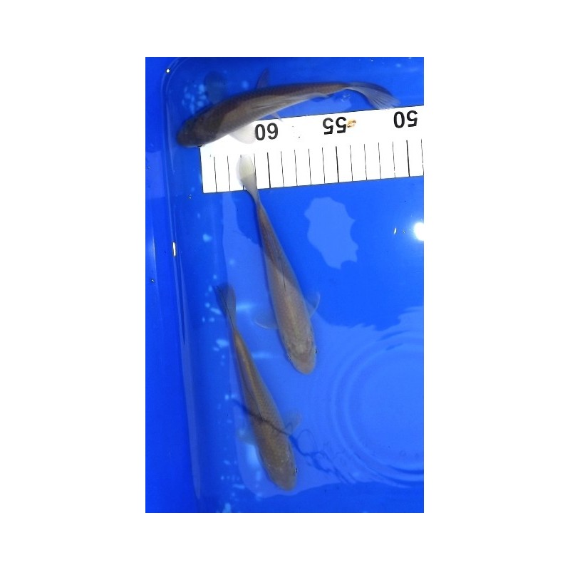 Tosaï : Chagoï éleveur Hirasawa