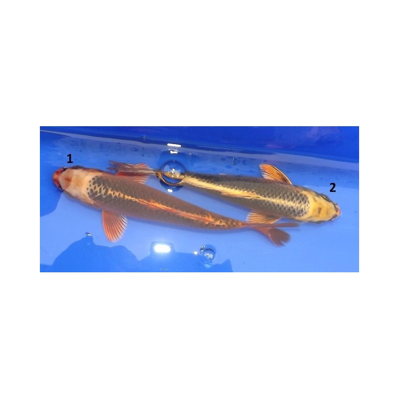 Tosaï : Matsuba éleveur Hirasawa