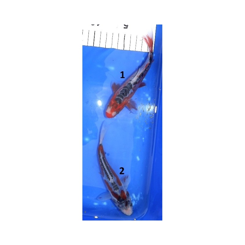 Tosaï : Shusui & Hi Shusui éleveur Hirasawa