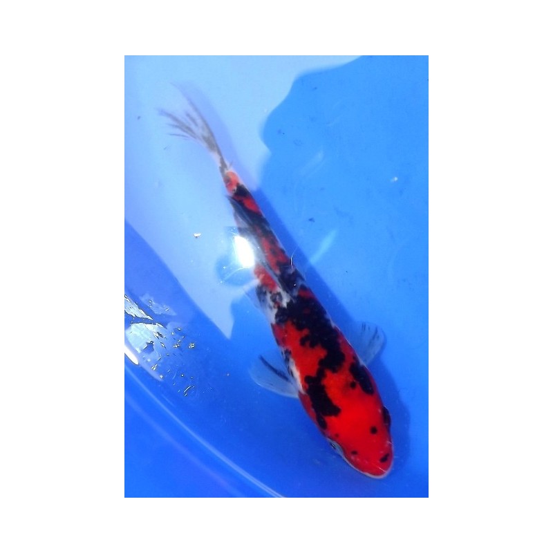 Tosaï : Showa éleveur Hirasawa