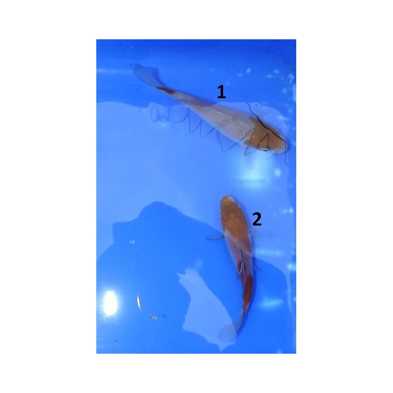 Tosaï : Ochiba Shigure éleveur Ikarashi Ozumi