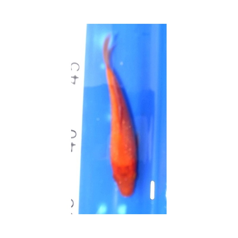 Tosaï : Ginrin Benigoï éleveur Ikarashi Ozumi