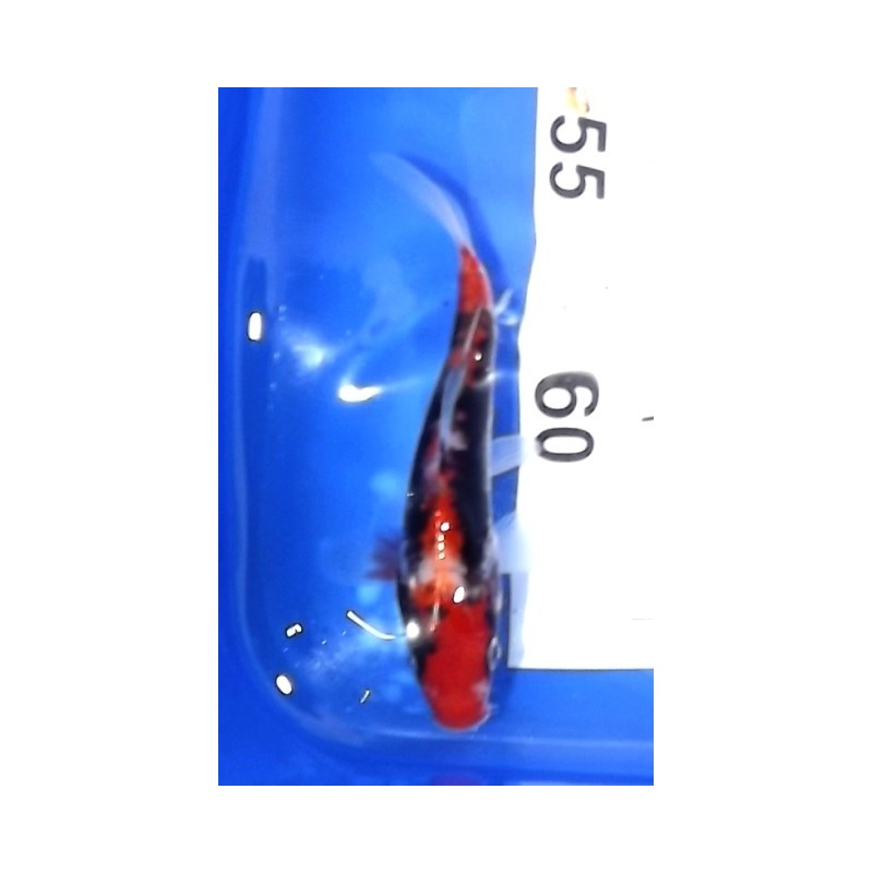 Tosaï : Beni Kumonryu éleveur Ikarashi Ozumi