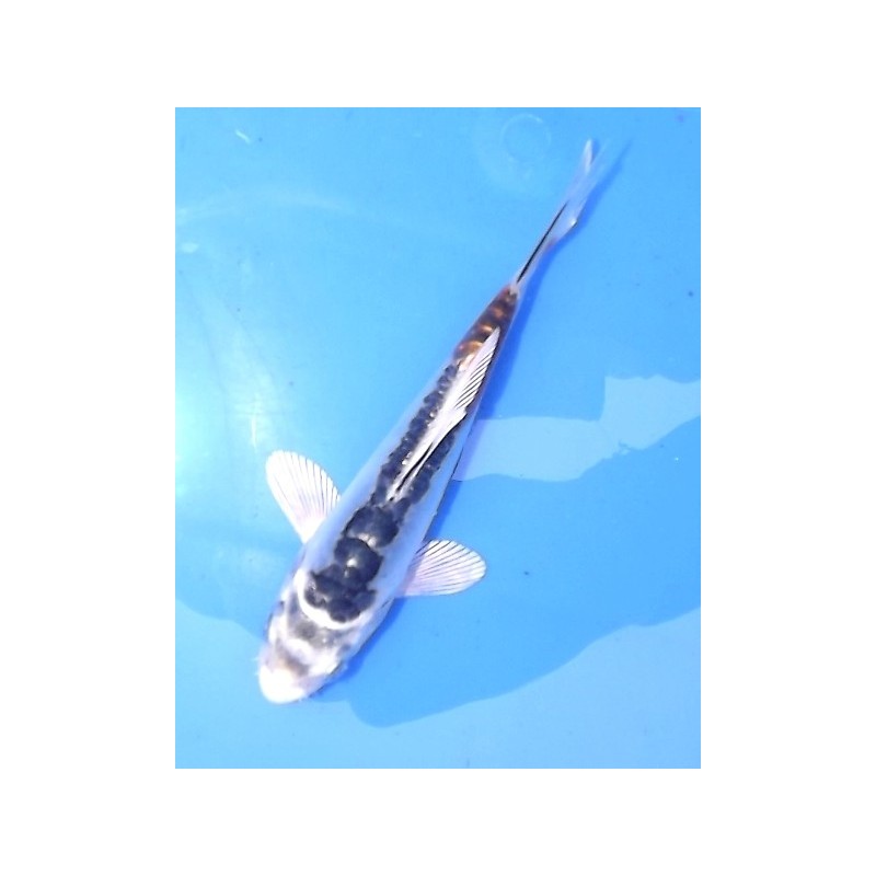 Tosaï : Doitsu Kujaku éleveur Ikarashi Ozumi