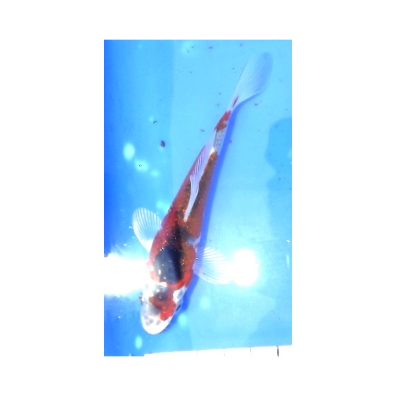 Tosaï : Yamatonishiki éleveur Ikarashi Ozumi