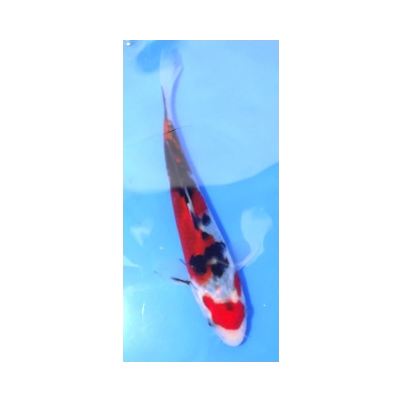 Tosaï : Sanke éleveur Izumiya