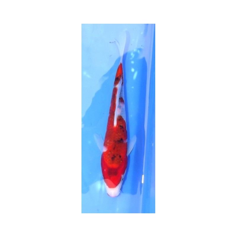 Tosaï : Sanke éleveur Izumiya