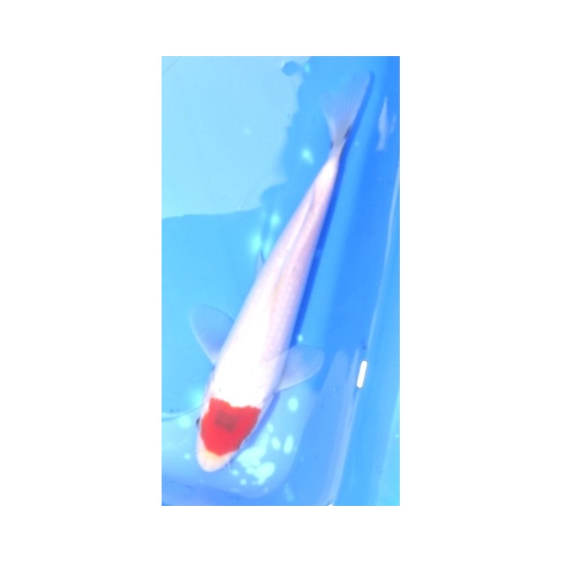 Tosaï : "Tancho" Showa éleveur Izumiya