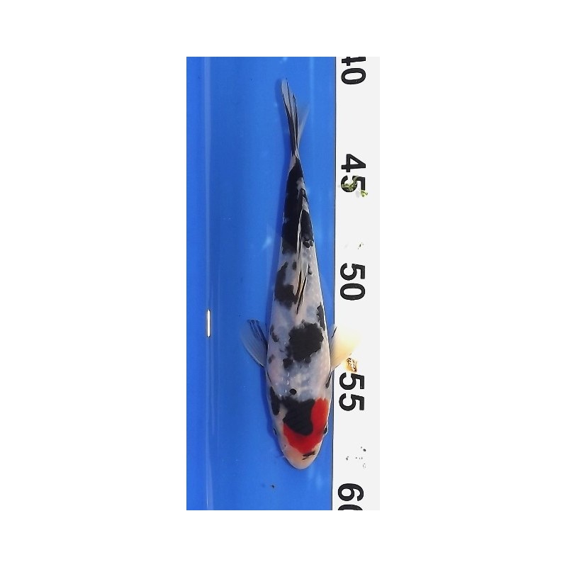 Tosaï : Tancho Showa éleveur Izumiya